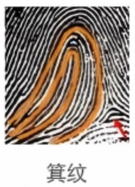 箕纹